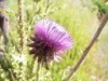 p1010312_thumb_1